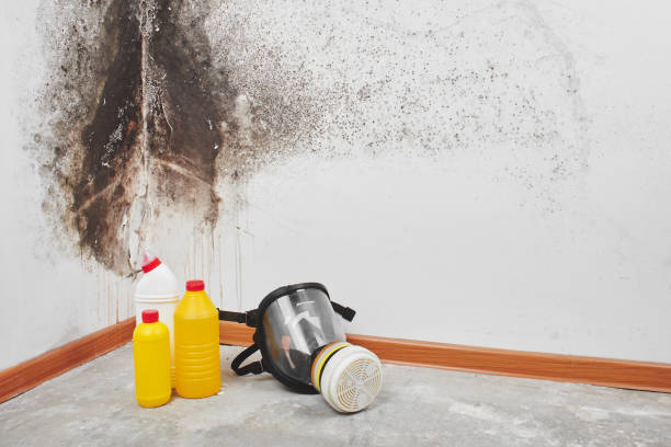 Best Mold Cleaning Services  in Middletown, VA