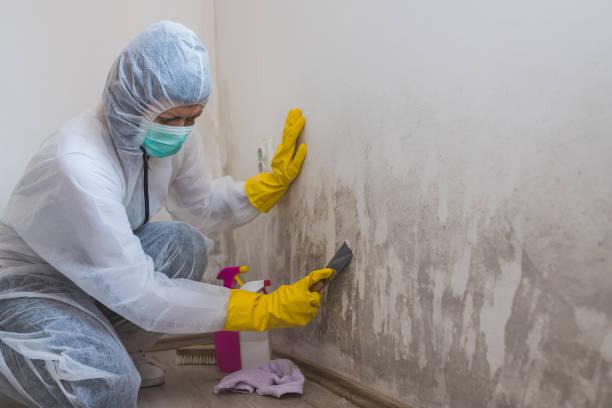 Best Same-Day Mold Removal  in Middletown, VA