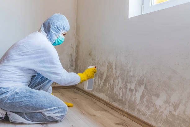 Best Toxic Mold Removal  in Middletown, VA