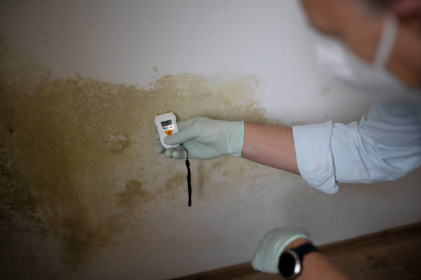 Best Mold Removal Company Near Me  in Middletown, VA