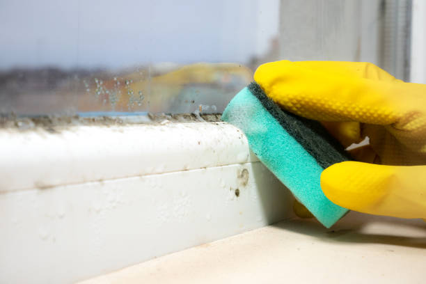 Best Affordable Mold Removal  in Middletown, VA