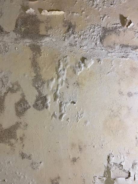 Professional Mold Removal in Middletown, VA
