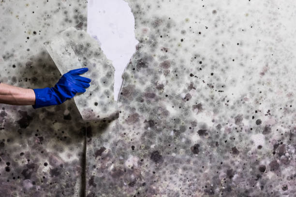 Best Mold Remediation Services  in Middletown, VA
