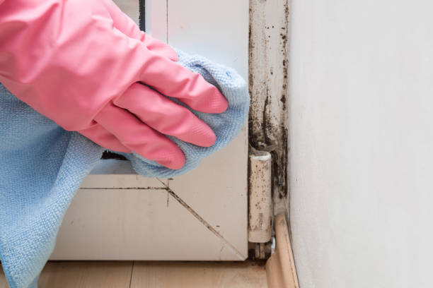 Best Certified Mold Removal  in Middletown, VA