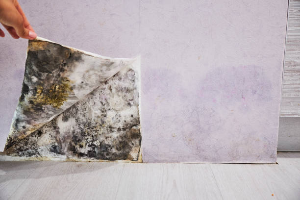Professional Mold Removal in Middletown, VA